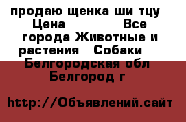 продаю щенка ши-тцу › Цена ­ 10 000 - Все города Животные и растения » Собаки   . Белгородская обл.,Белгород г.